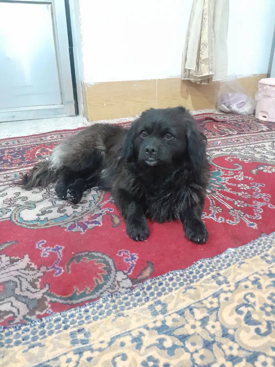 سگ پا کوتاه مشکی با ادب واکسن خورده|سگ|شاهرود, |دیوار