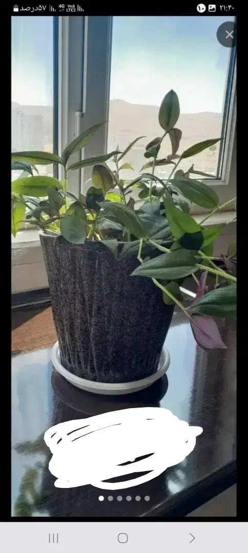 گل و گلدان طبیعی|گل و گیاه طبیعی|کرمانشاه, |دیوار