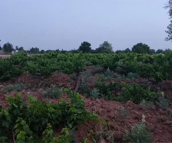 باغ در جاده دانشگاه|فروش دفتر صنعتی، کشاورزی، تجاری|ابهر, |دیوار