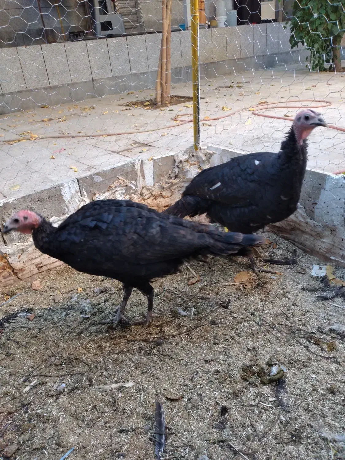 بوقلمون محلی|حیوانات مزرعه|همدان, |دیوار