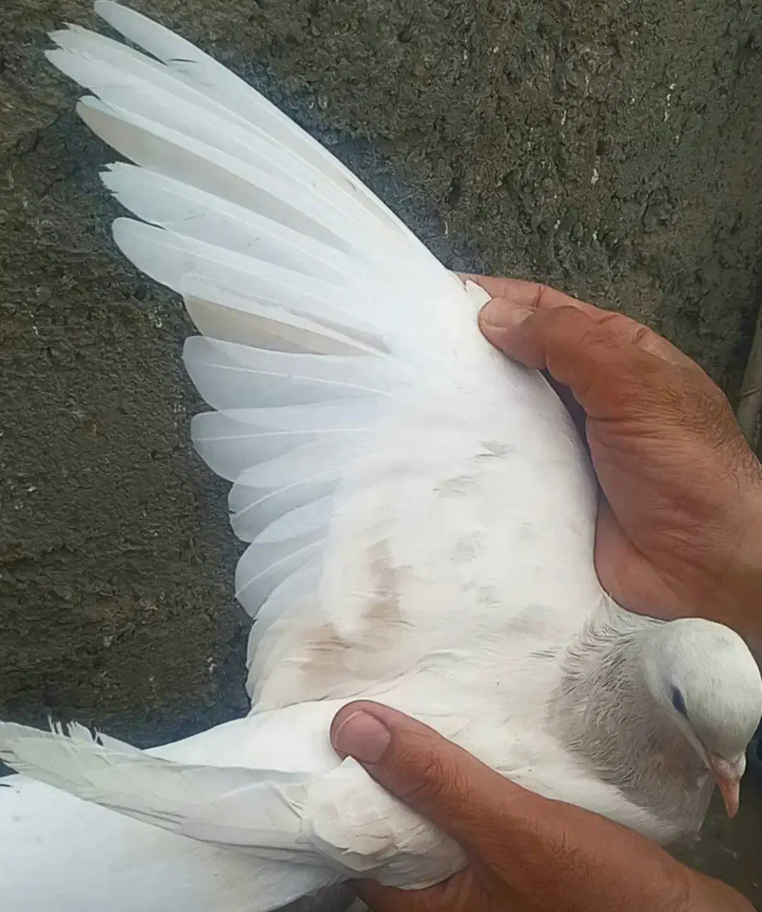 هفرنگ عتیقه|پرنده|نیشابور, ناسیونال|دیوار