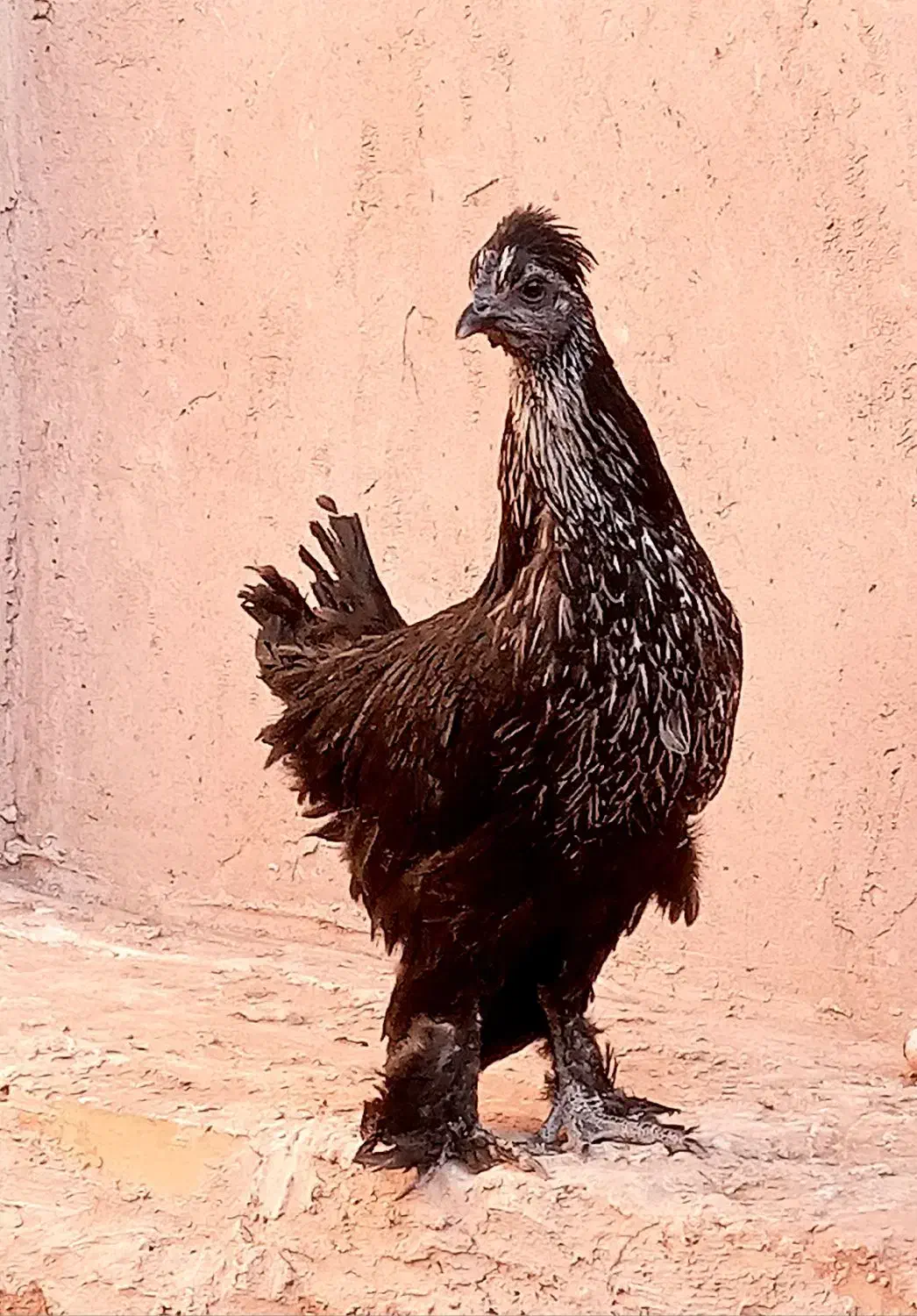 مرغ جوان سیاه زینتی پرپا کاکلی|حیوانات مزرعه|فردوس (خراسان), |دیوار