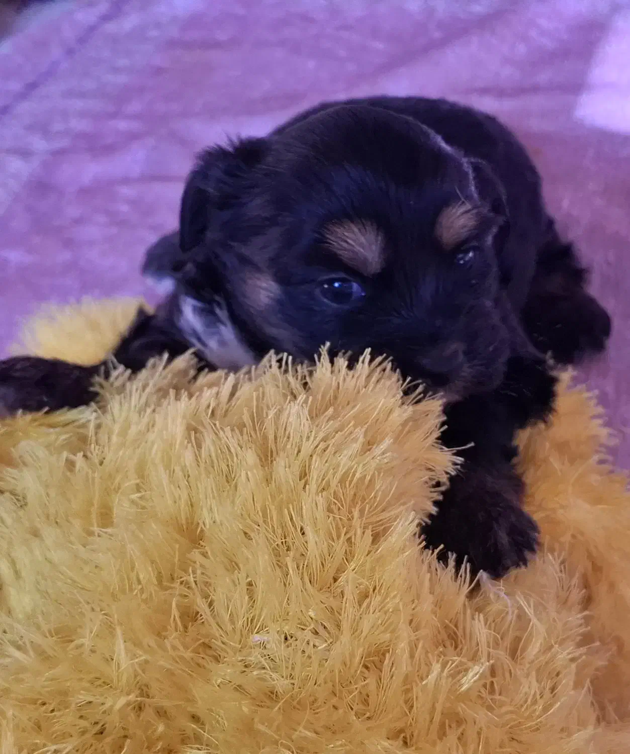 سگ آپارتمانی|سگ|سمنان, |دیوار