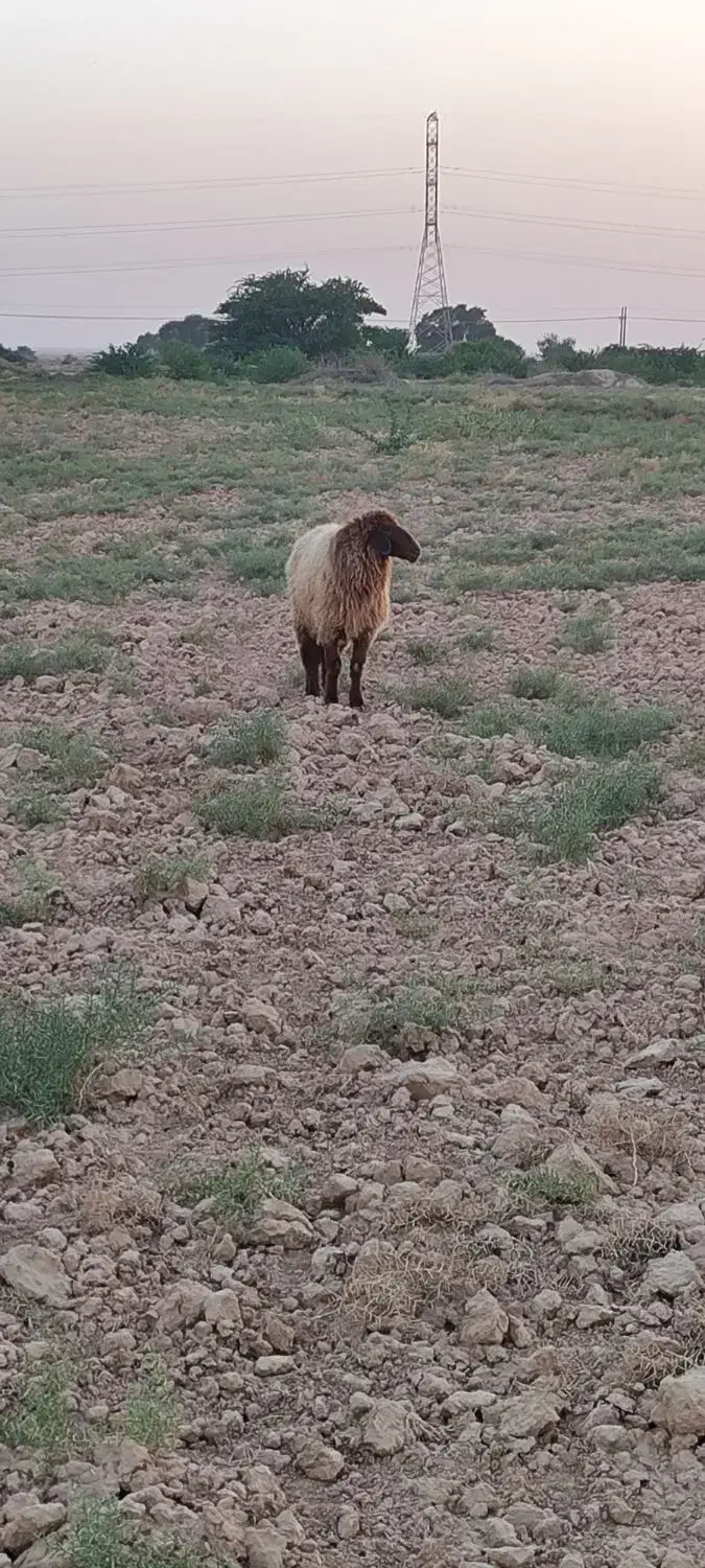 یک عدد ورندیل یا دجیجه ماده|حیوانات مزرعه|امیدیه, |دیوار