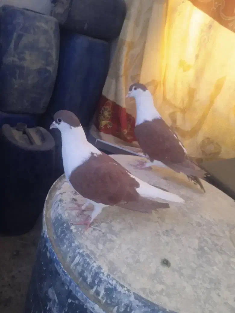 کفتر افغانی|پرنده|سراوان, |دیوار