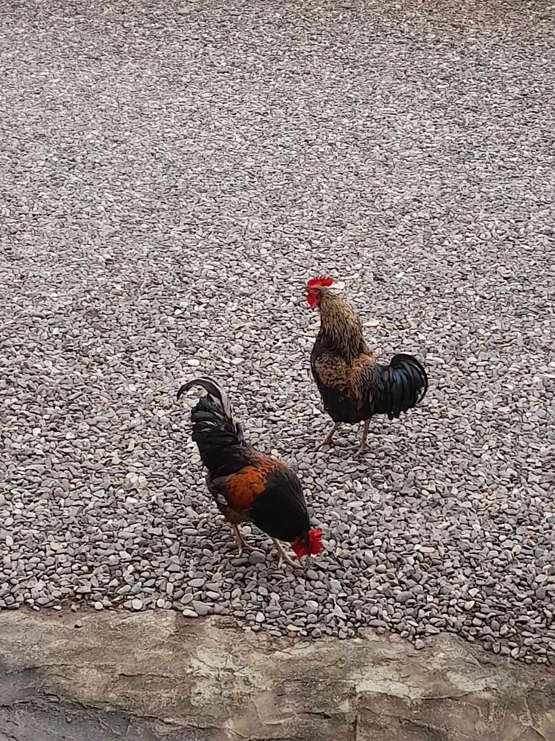 خروس محلی|حیوانات مزرعه|رشت, حومه رشت|دیوار