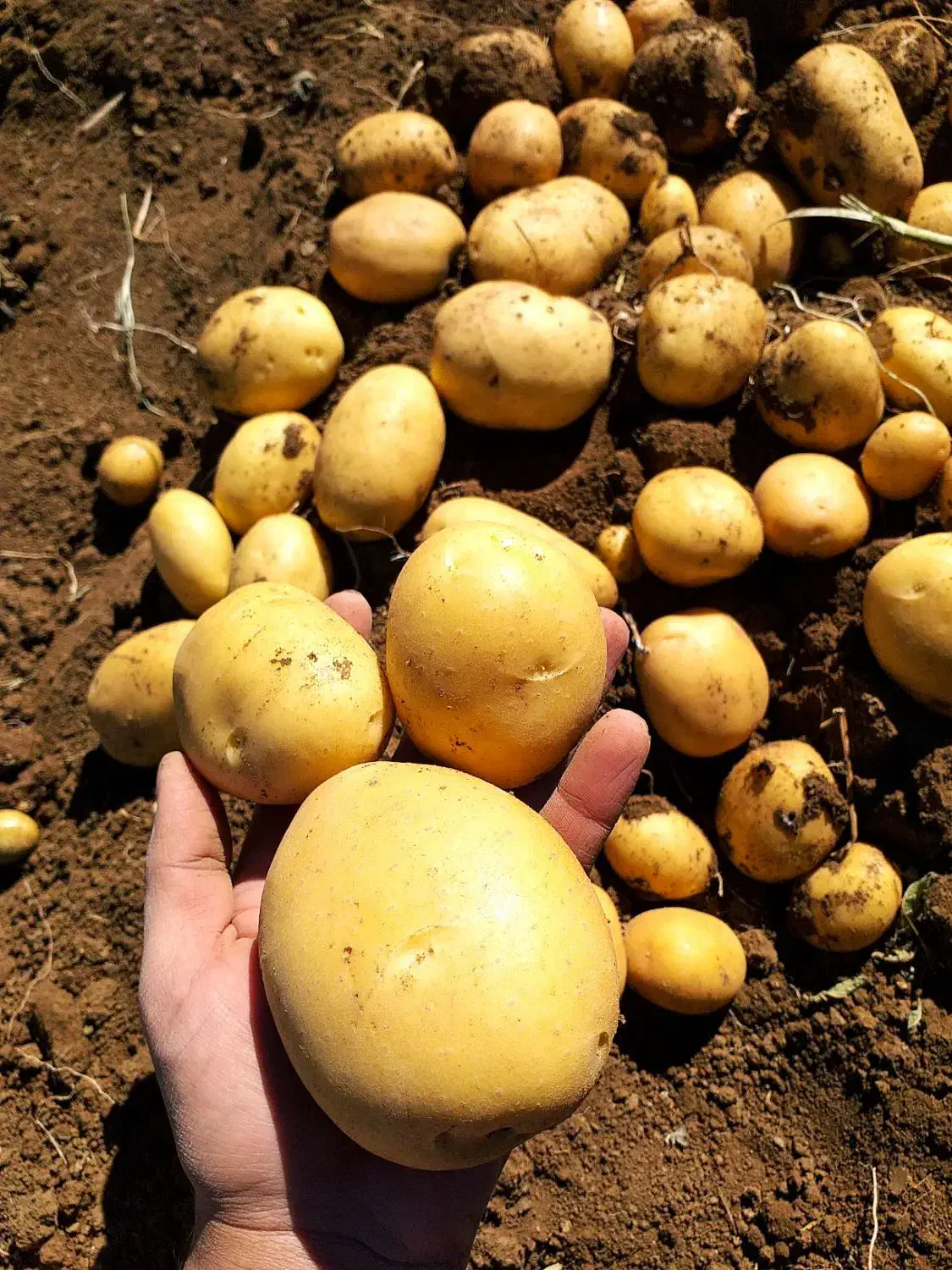 سیب زمینی ارگانیک (بدون‌کود)|خوردنی و آشامیدنی|دیواندره, |دیوار