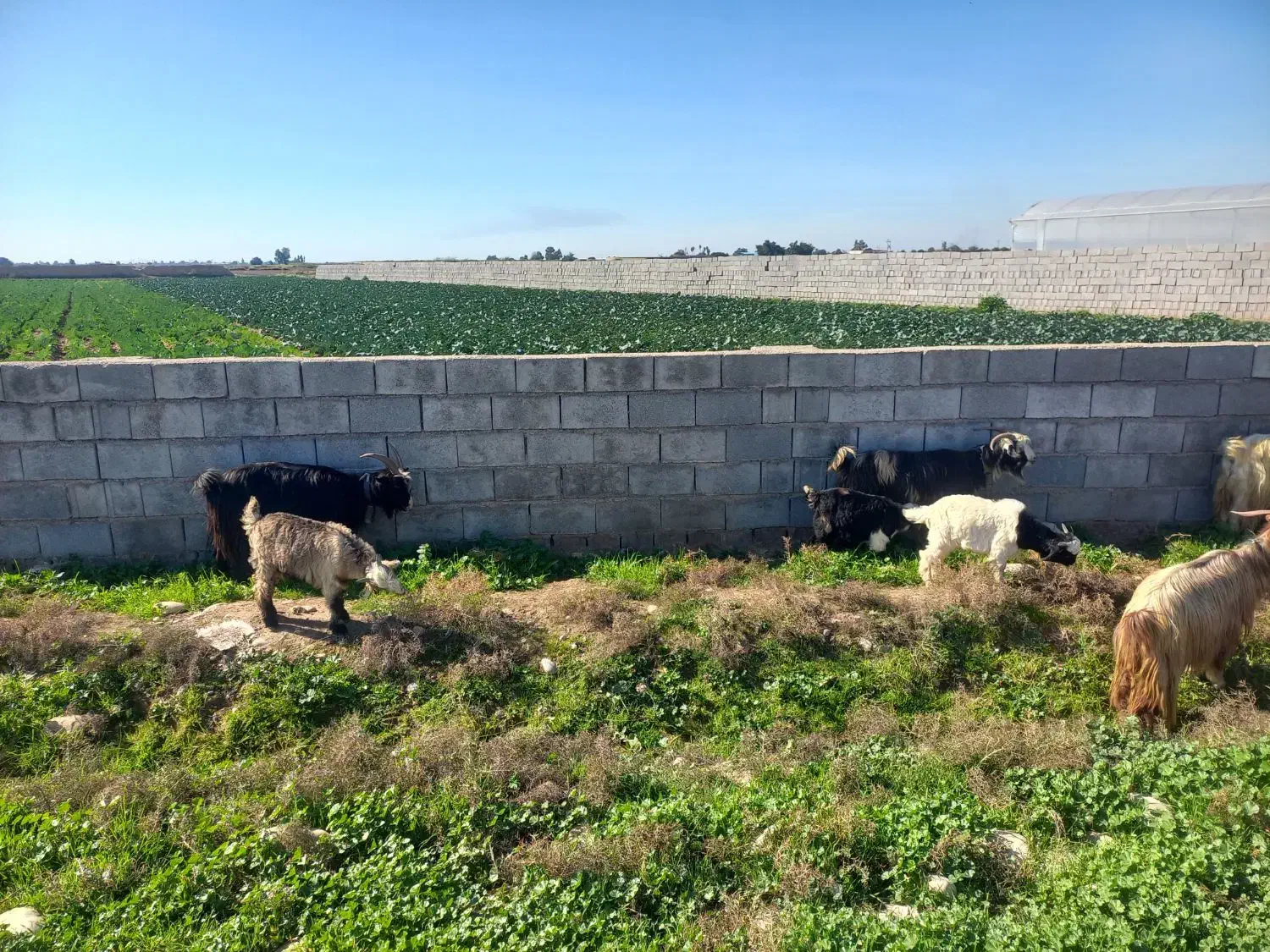 بزداشتی|حیوانات مزرعه|دزفول, |دیوار