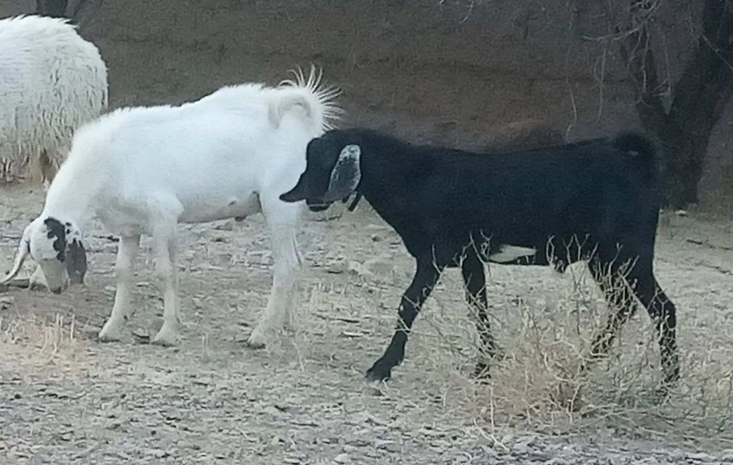 کره نر|حیوانات مزرعه|مهریز, |دیوار