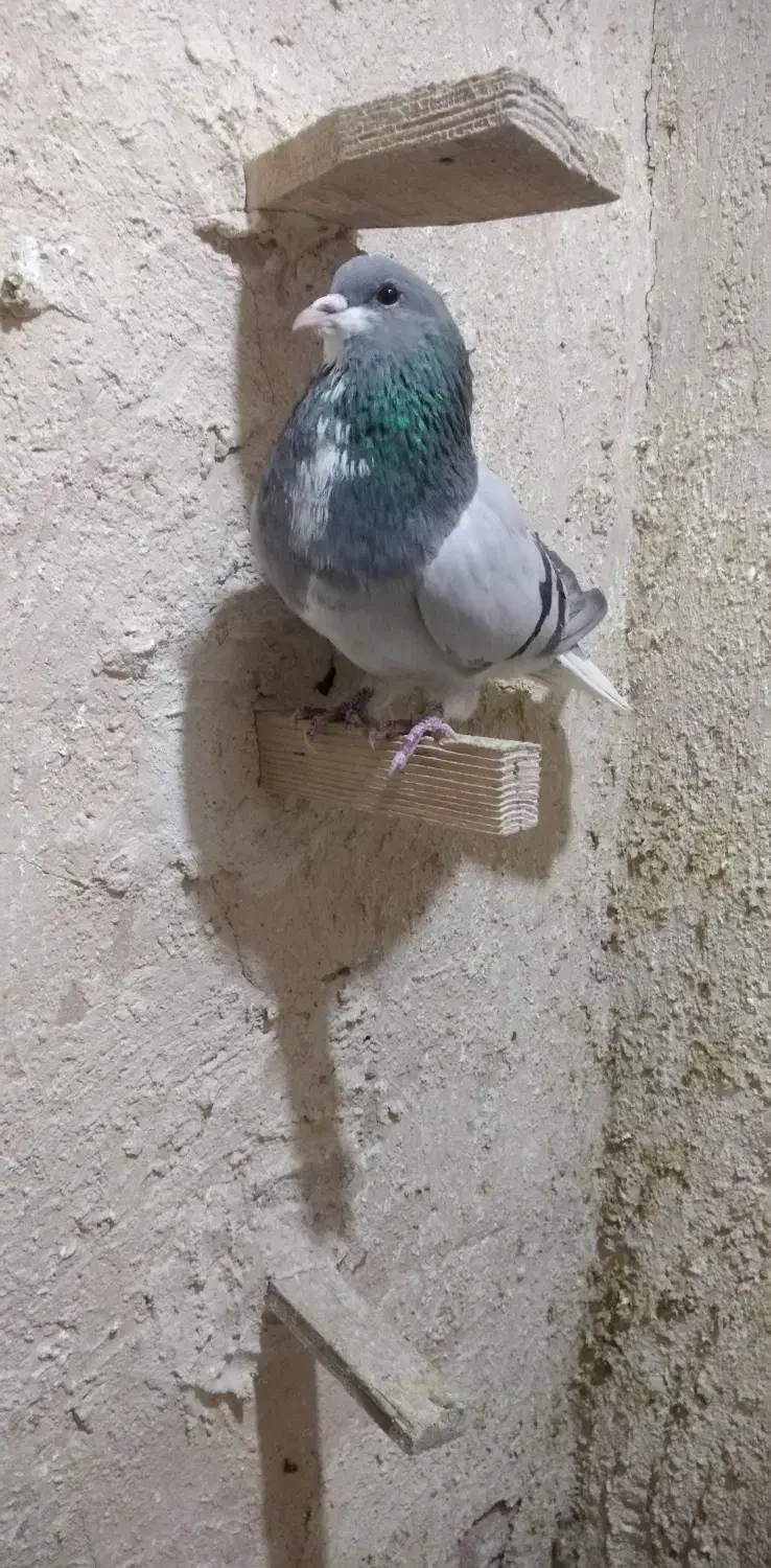 فروشی|حیوانات|کرمان, |دیوار