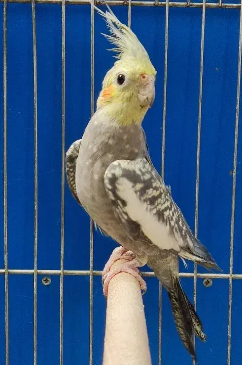 عروس هلندی مرواریدی نر مست|پرنده|شیراز, قلعه نو|دیوار