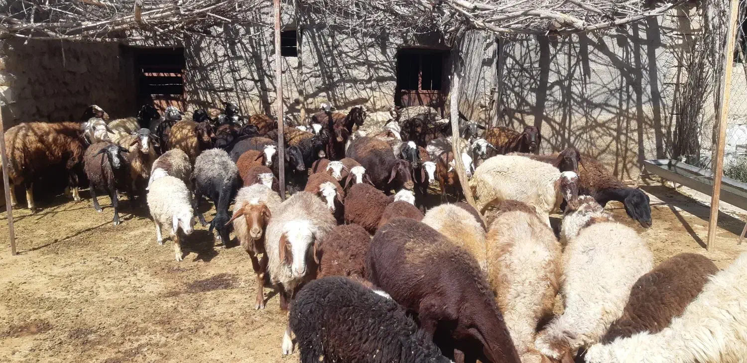 ۸ میش و بره پاییزه|حیوانات مزرعه|زاغه, |دیوار