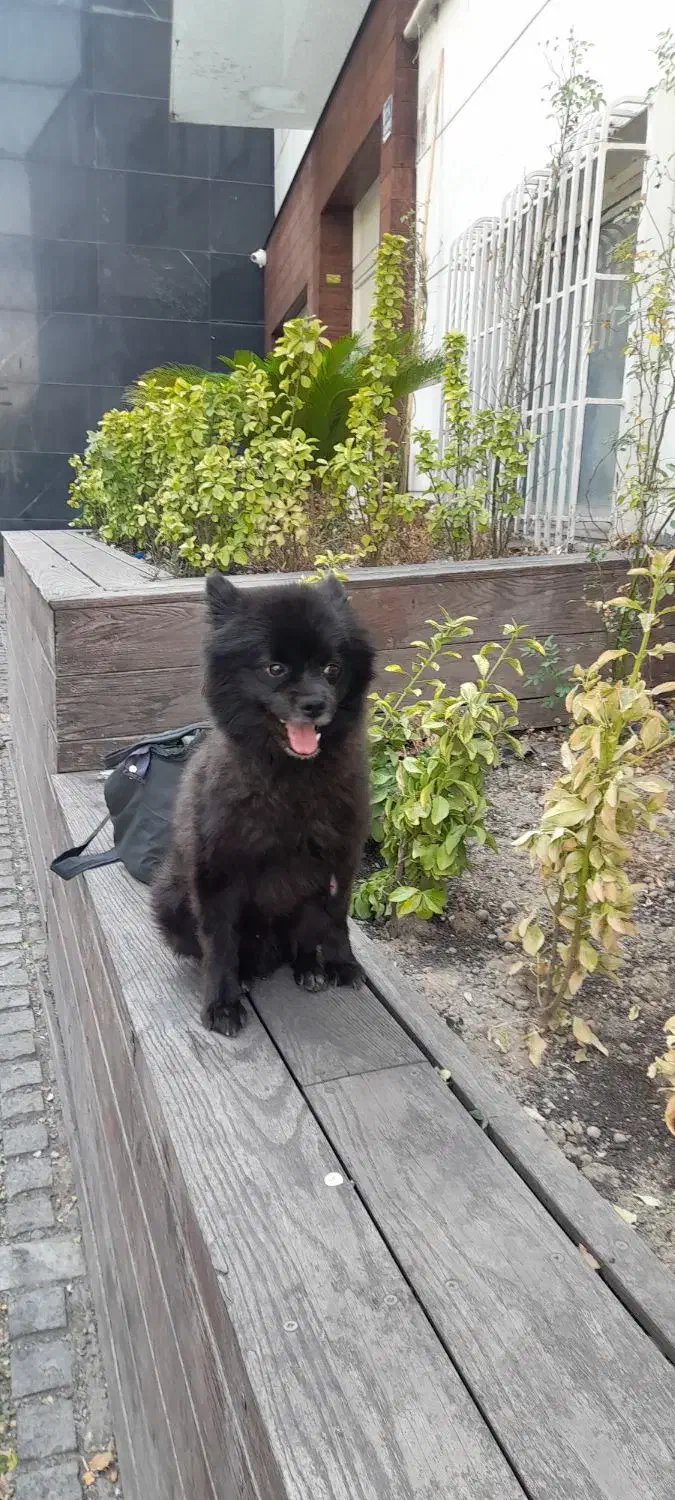 سگ گمشده|سگ|تهران, یافت آباد شمالی|دیوار