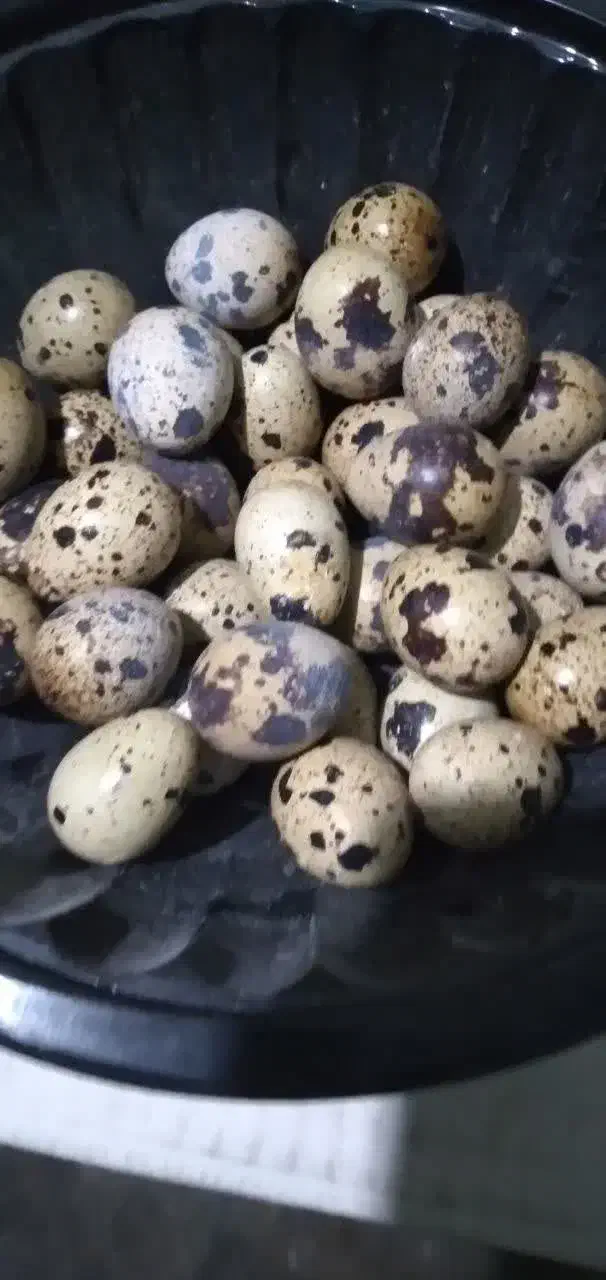 تخم نطفه دتر بلدرچین تازه|پرنده|آمل, |دیوار