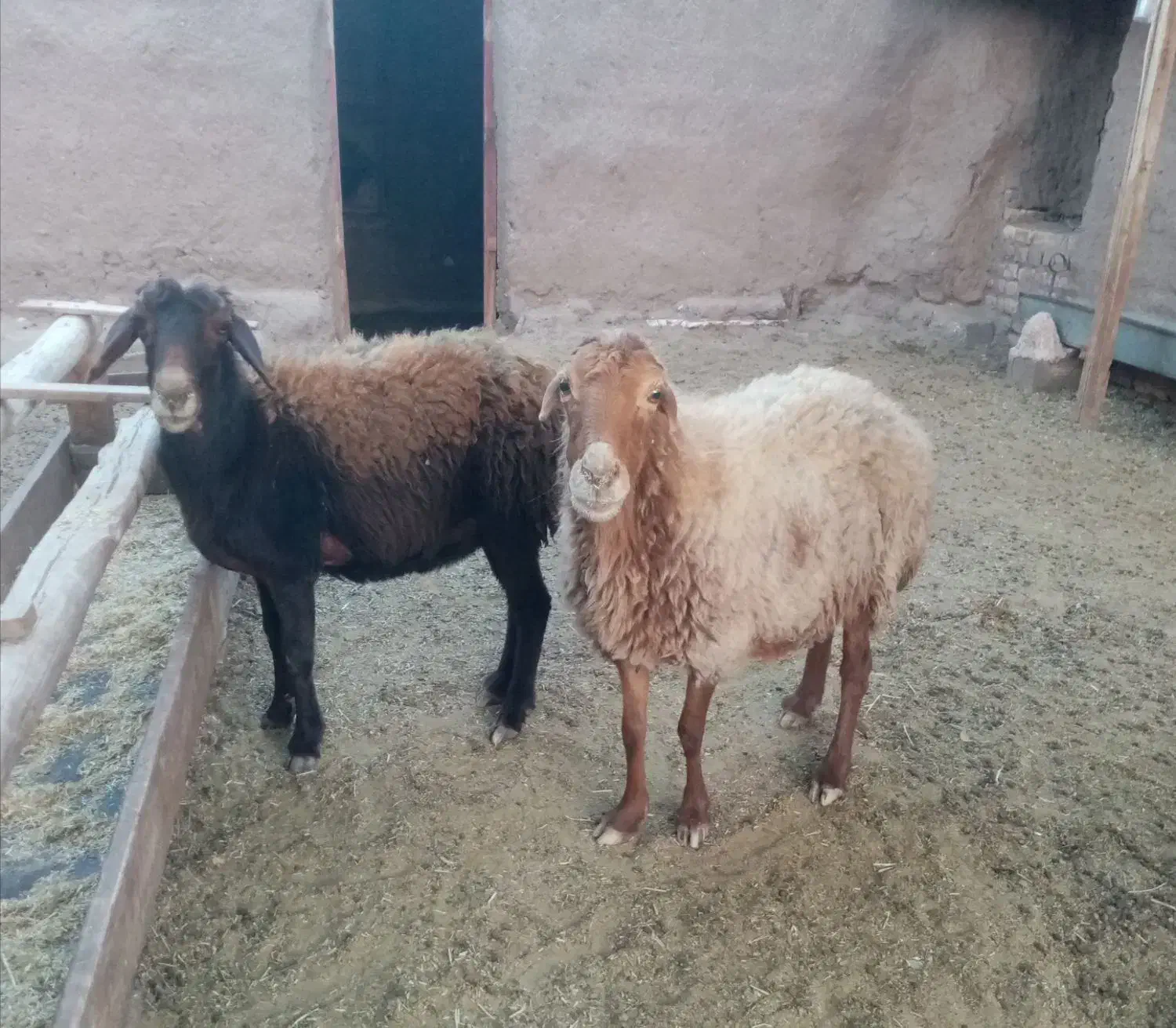 2راس میش داشتی گله گرد وآبستن|حیوانات مزرعه|کدکن, |دیوار