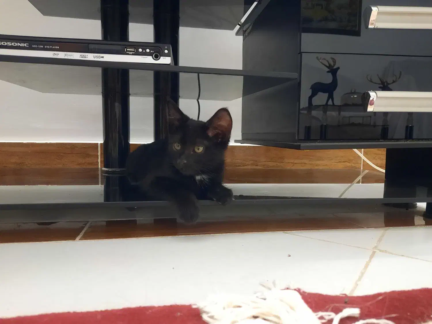 گربه گمشده|گربه|قوچان, |دیوار