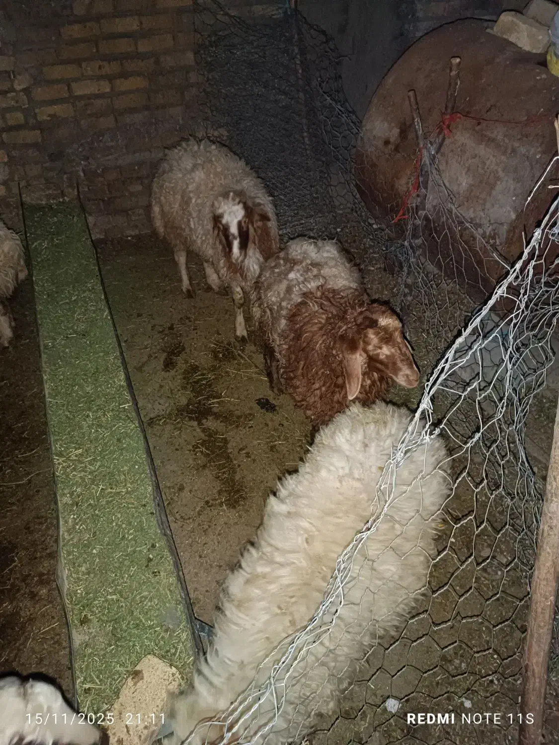 بره چاق کشتاری|حیوانات مزرعه|بروجرد, |دیوار