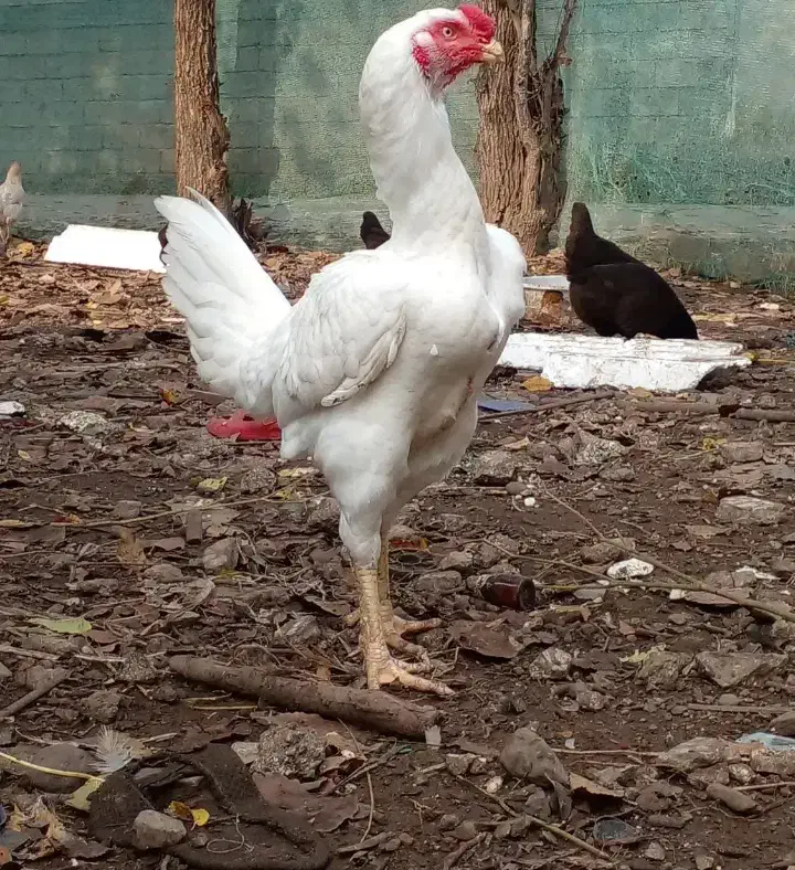 خروس لاری افغانی|حیوانات مزرعه|چابهار, |دیوار