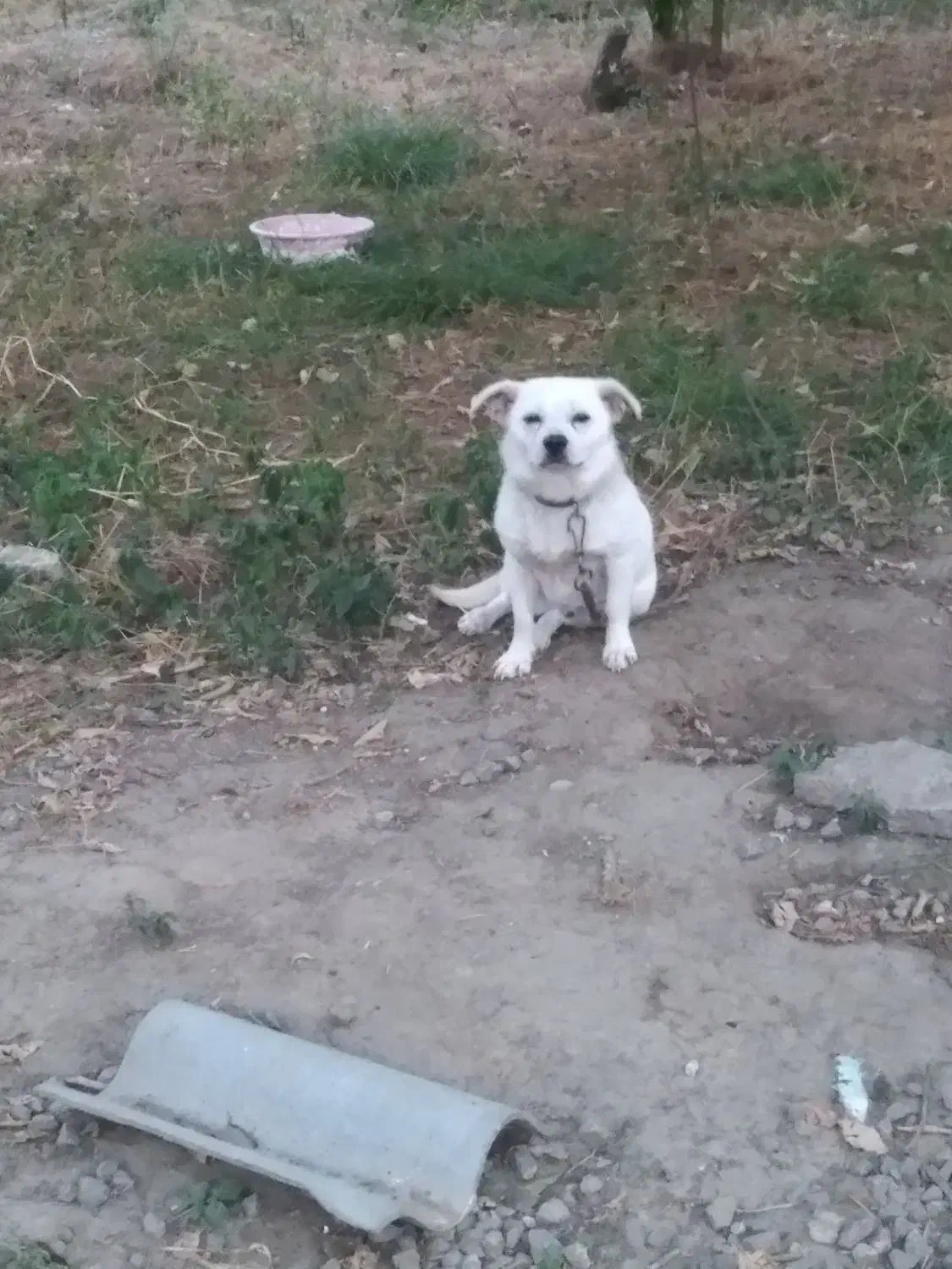 سگ پاکوتاه|سگ|جویبار, |دیوار