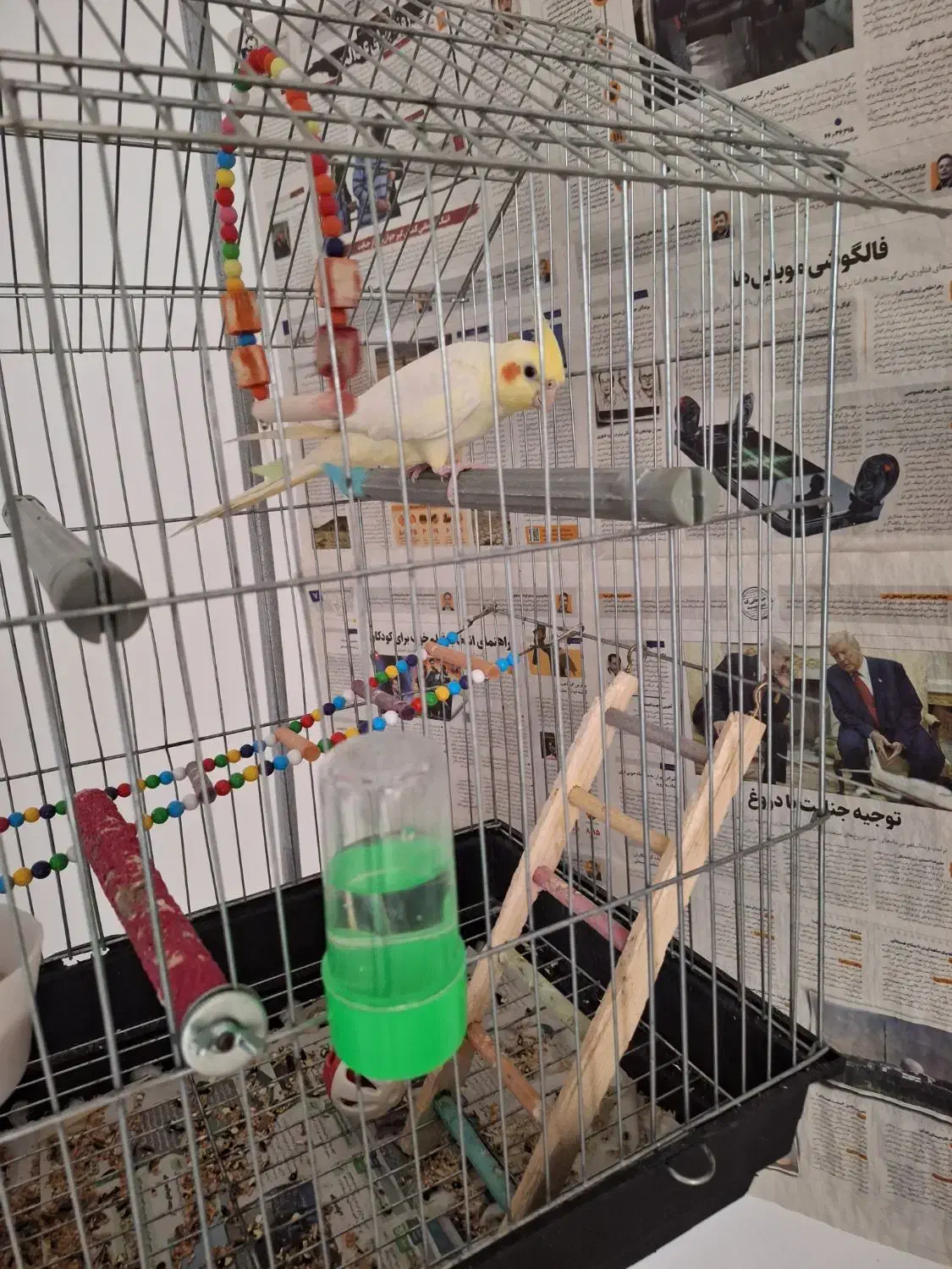 عروس هلندی|پرنده|ساری, |دیوار