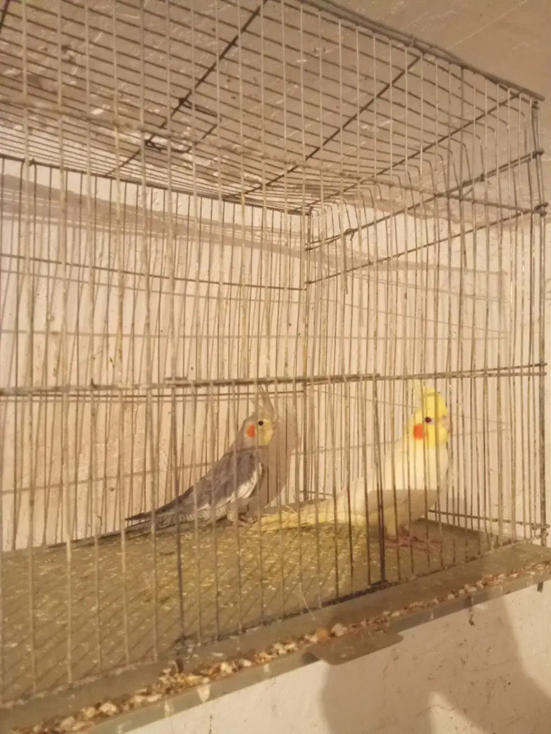 فروش هلندی معاوضه با سهره|پرنده|یاسوج, |دیوار