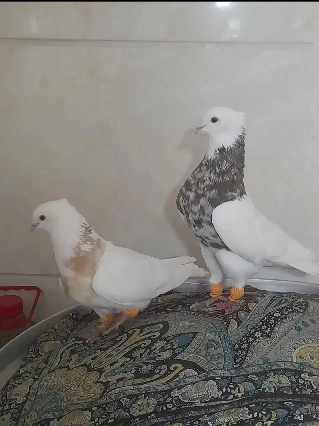 کبوتر|پرنده|اردبیل, |دیوار