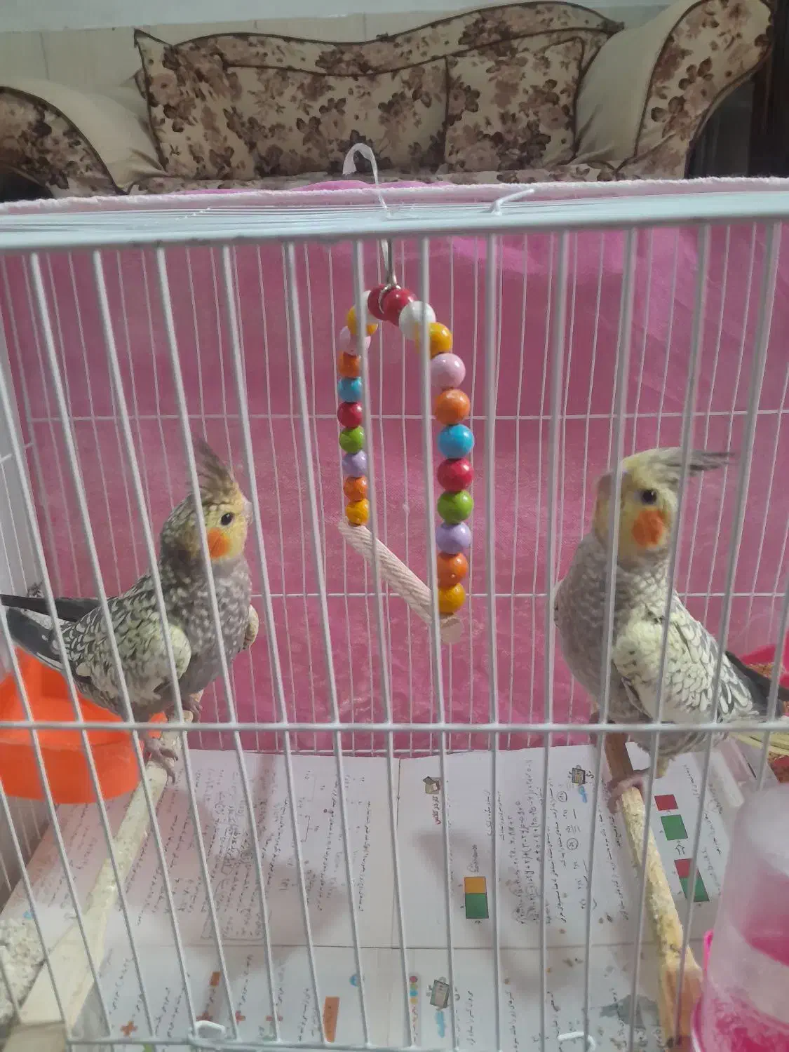 عروس هلندی ۶ماهه|پرنده|مشهد, منزل آباد|دیوار