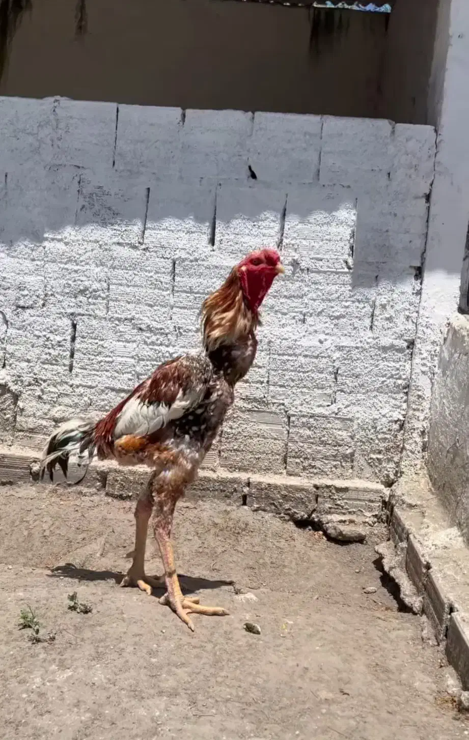 تخم مرغ لاری اصل|حیوانات مزرعه|گنبد کاووس, |دیوار