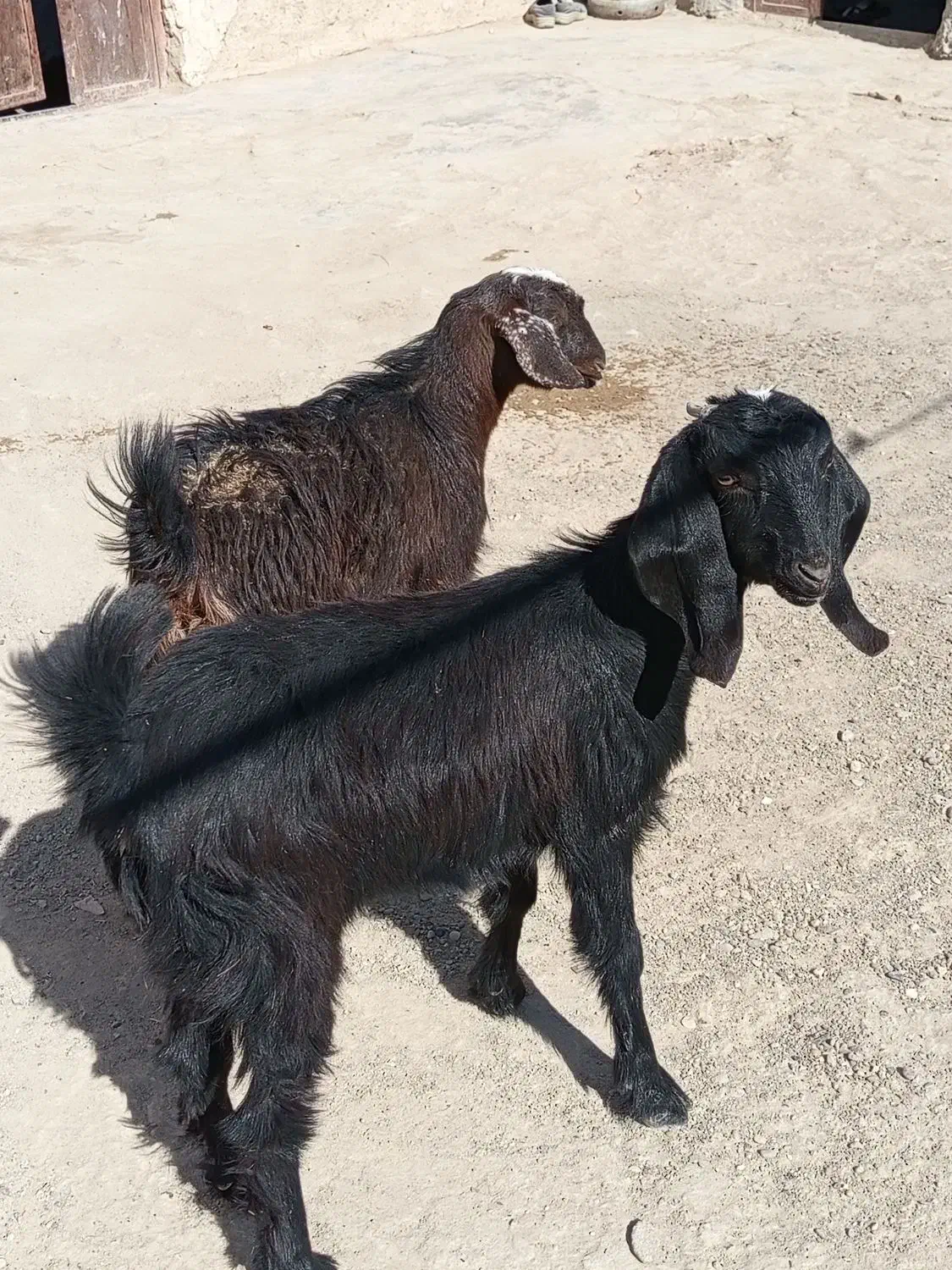 بره نروماده دوتا بز ماده کهره|حیوانات مزرعه|زاهدان, |دیوار