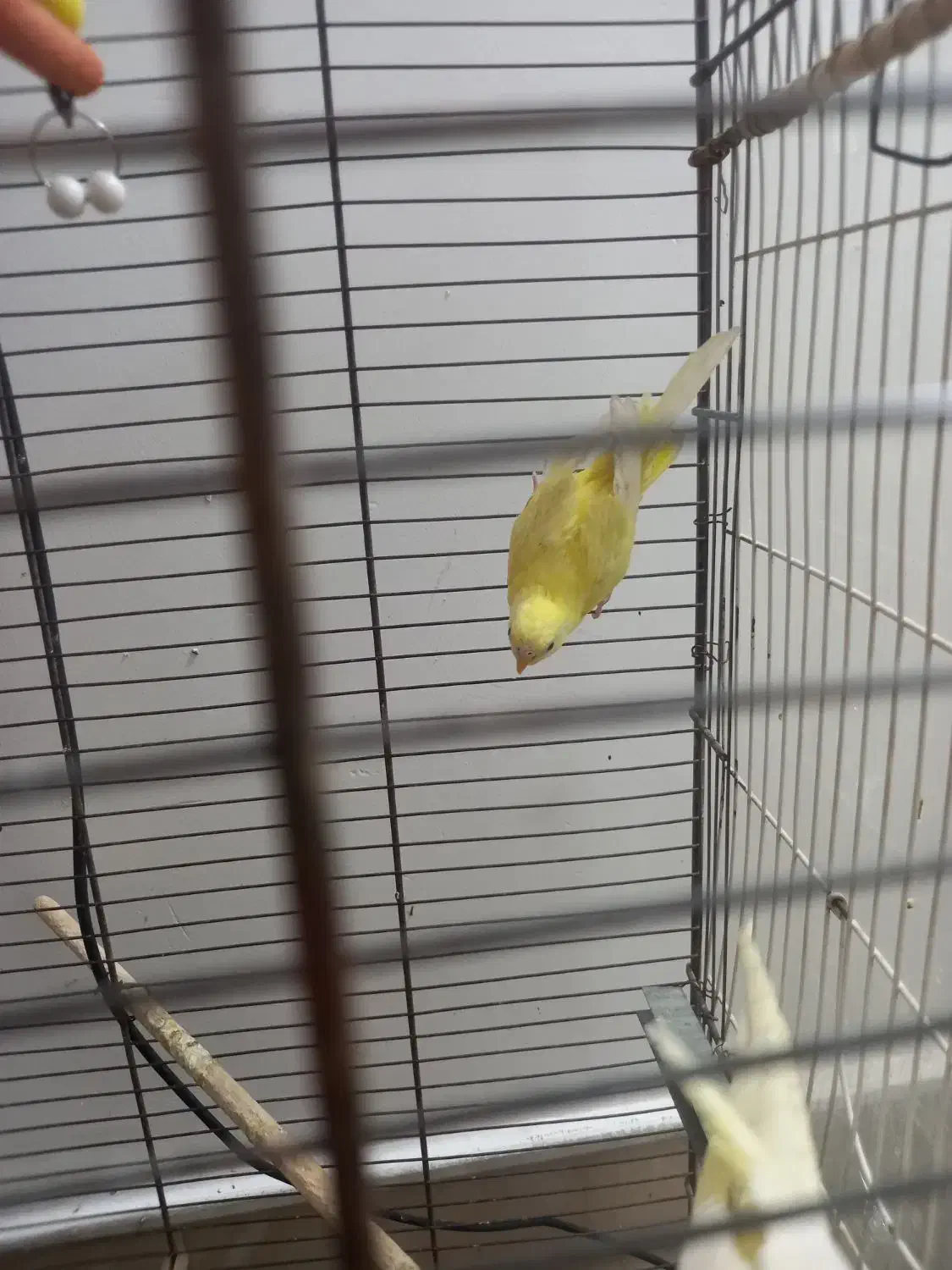 یه جفت مرغ عشق بسیار مولد|پرنده|قم, باجک سه|دیوار