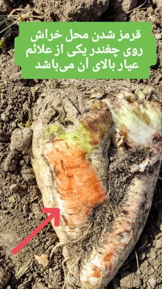 شکر|عمده‌فروشی|سیدان, |دیوار