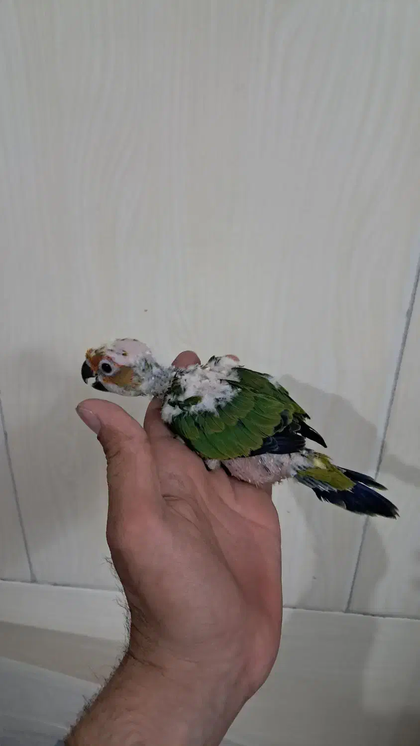 خری د وو شاه طوطی کاسکو ملنگو|پرنده|تهران, هلال احمر|دیوار