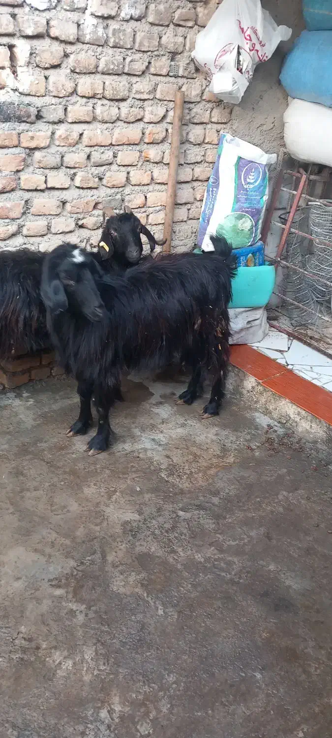 بز آبستن|حیوانات مزرعه|گرگان, |دیوار