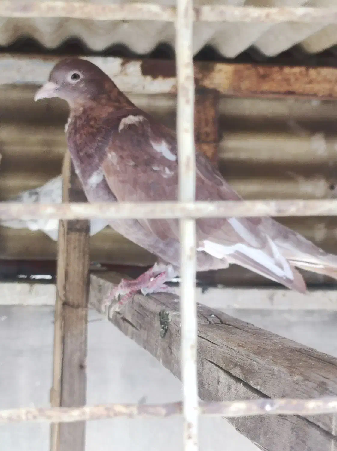 کفتردهاتی انگلیسی پاکستانی|پرنده|تهران, اسکندری|دیوار