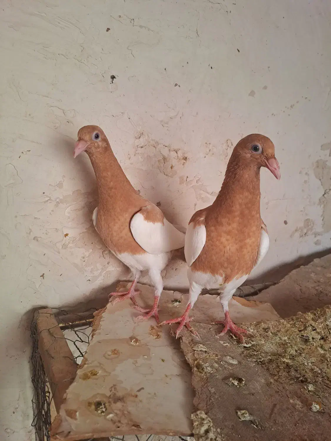 کبوتر یهودی(جوجه)|پرنده|تربت جام, عیدی آباد|دیوار