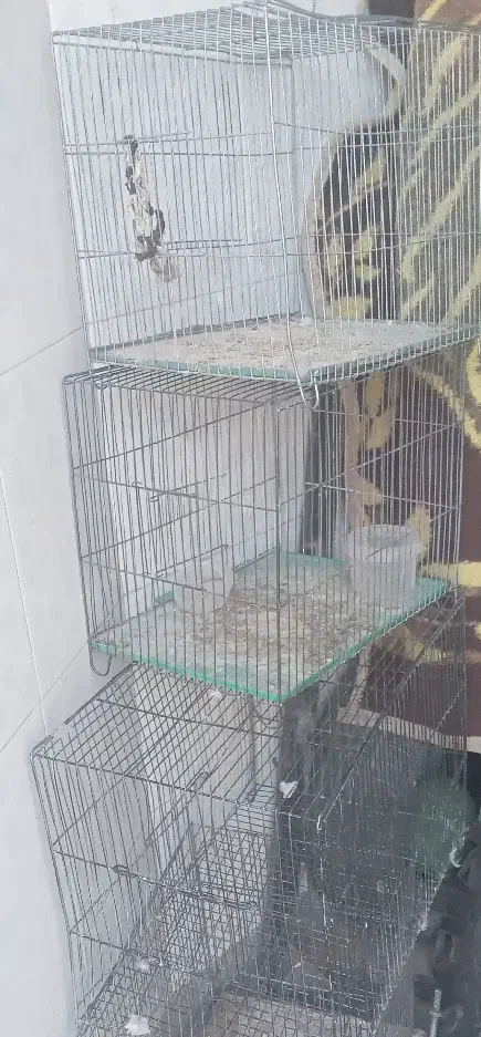 ۳عددقفس|لوازم جانبی حیوانات|سمنان, |دیوار