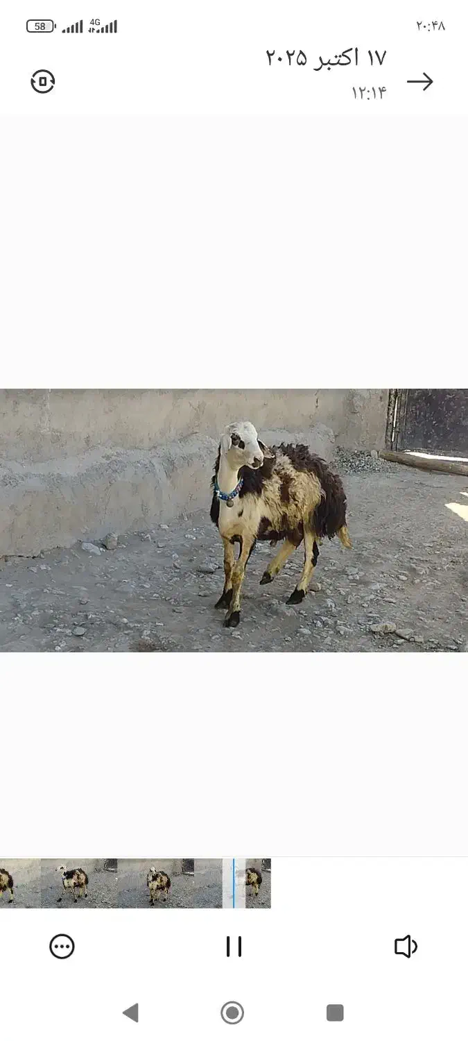 بره قوچ پلنگی میش بز|حیوانات مزرعه|نهاوند, |دیوار