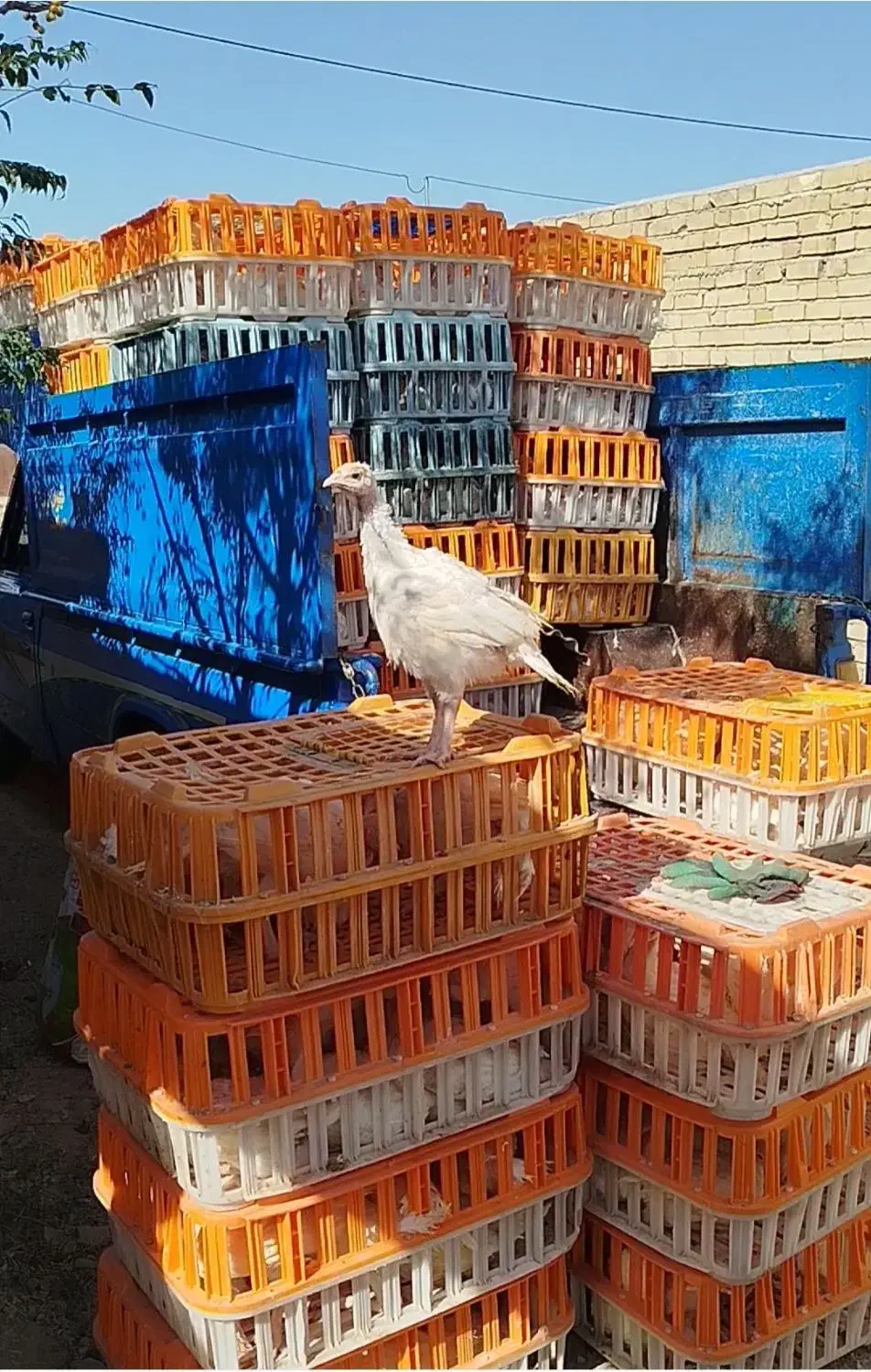 جوجه بوقلمون بیوتی سیکس|حیوانات مزرعه|تربتحیدریه, بالا ولایت|دیوار