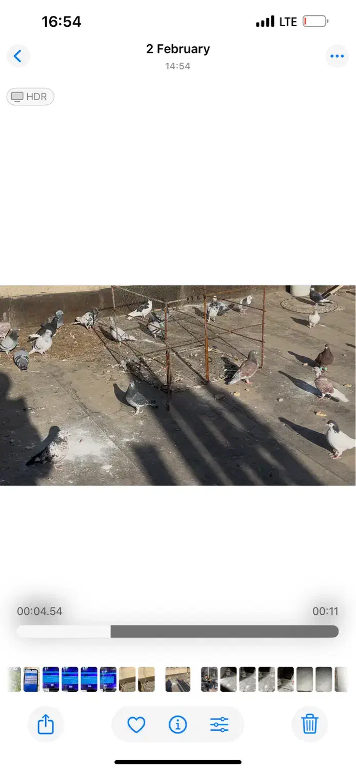 کفتر|حیوانات|نیشابور, دارایی|دیوار