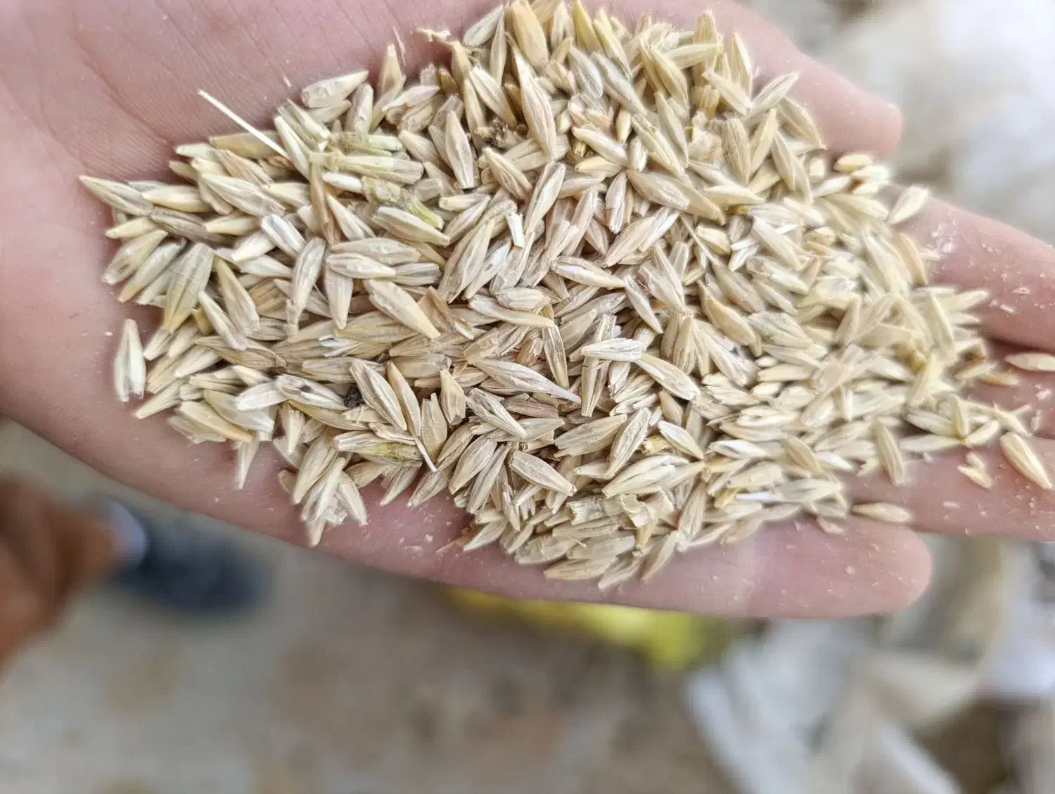 فروش‌جو محلی وجود خارجی ویونجه وکاه سفید ولوبیا|عمده‌فروشی|فیروزآباد (فارس), |دیوار