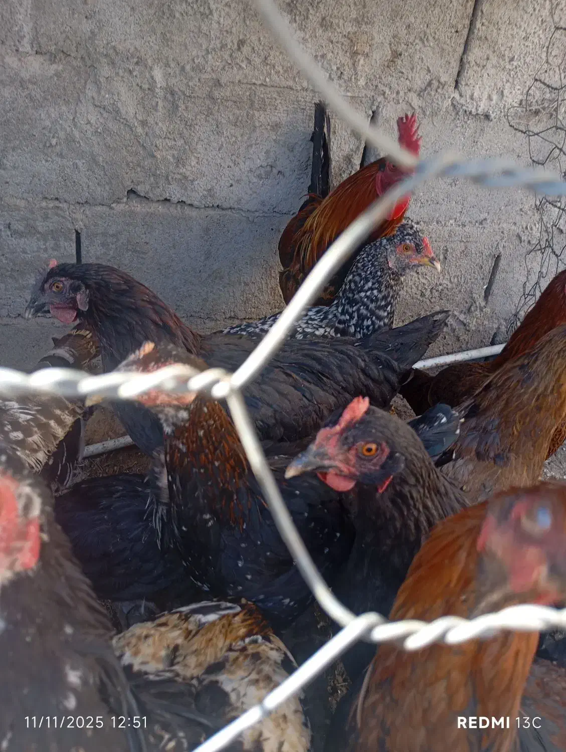 مرغ گلپایگانی|حیوانات مزرعه|گنبکی, |دیوار