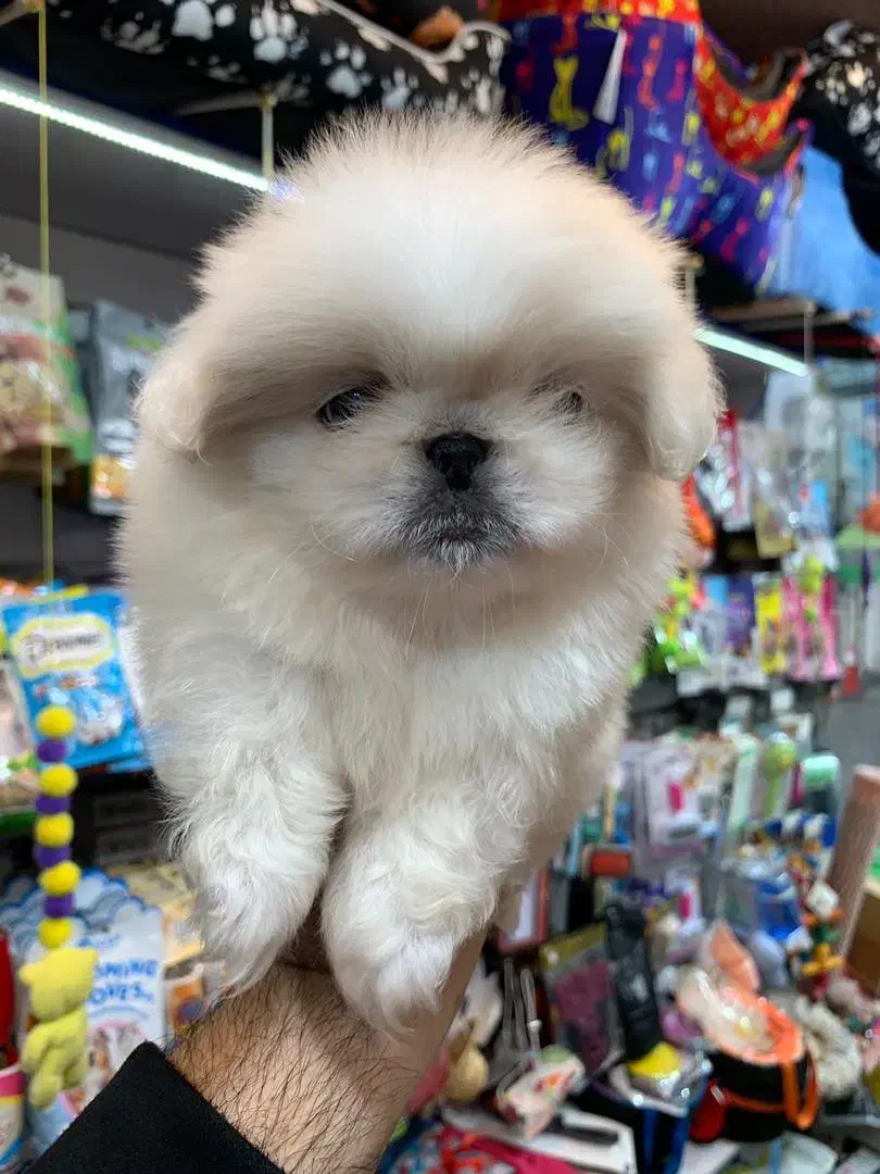 پکنیز اشرافی|سگ|رشت, لاکانی|دیوار