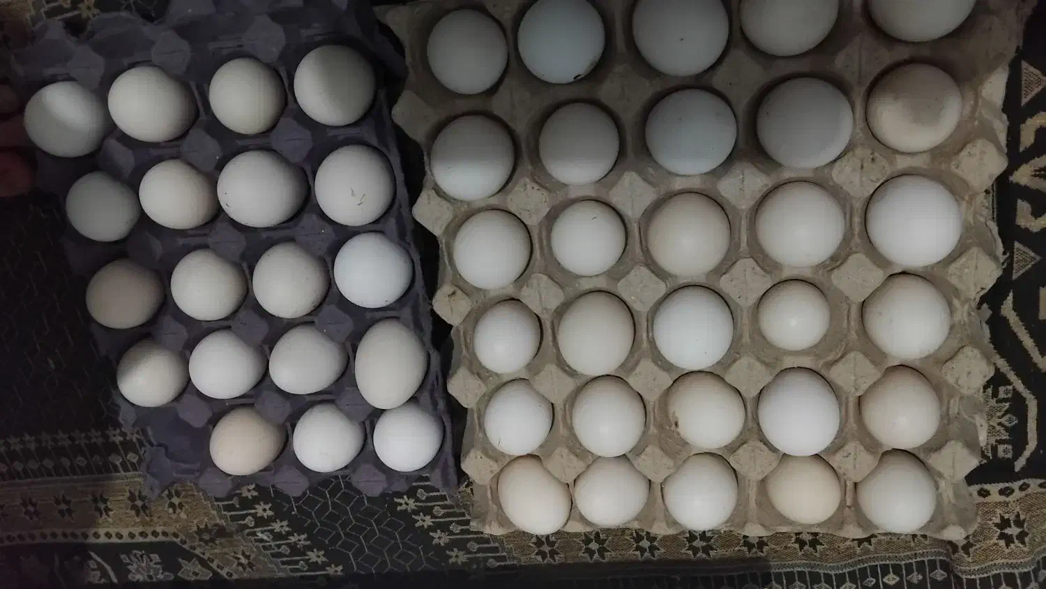 تخم مرغ نطفه دارسلطان|حیوانات مزرعه|فلاورجان, |دیوار