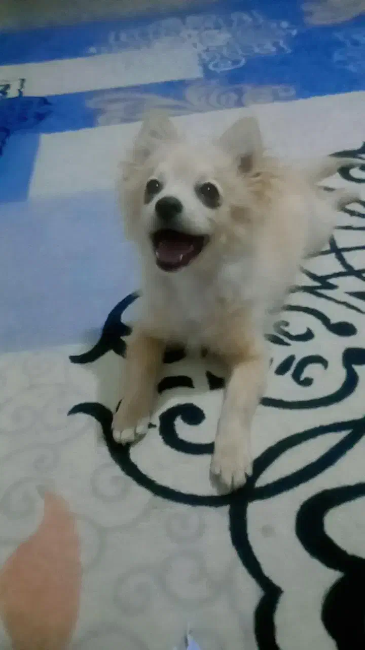 سگ پامر 5 ماهه|سگ|بندرعباس, |دیوار