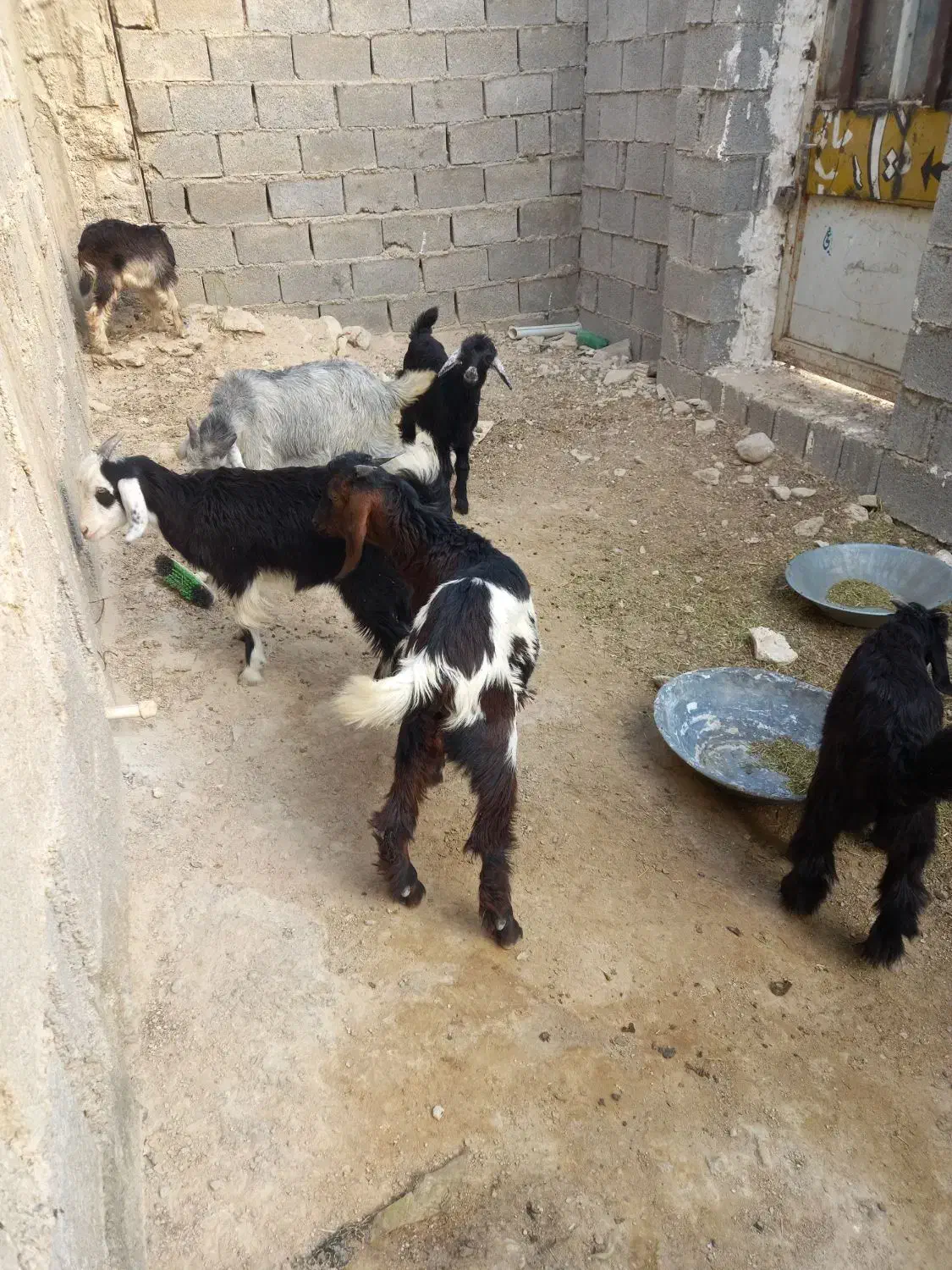 کهره نر وماده|حیوانات مزرعه|برازجان, |دیوار