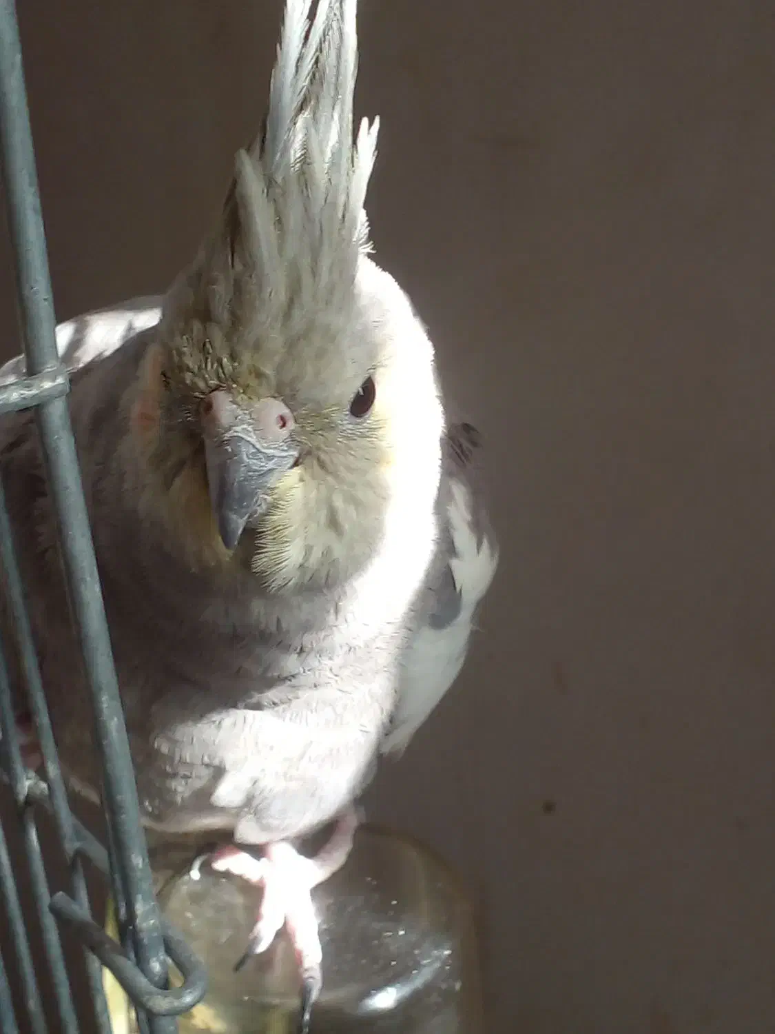 یک عدد عروس هلندی|پرنده|صباشهر, |دیوار