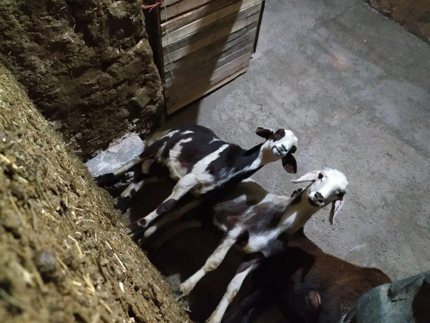 گوسفند افشار پلنگی|حیوانات مزرعه|کنگاور, |دیوار