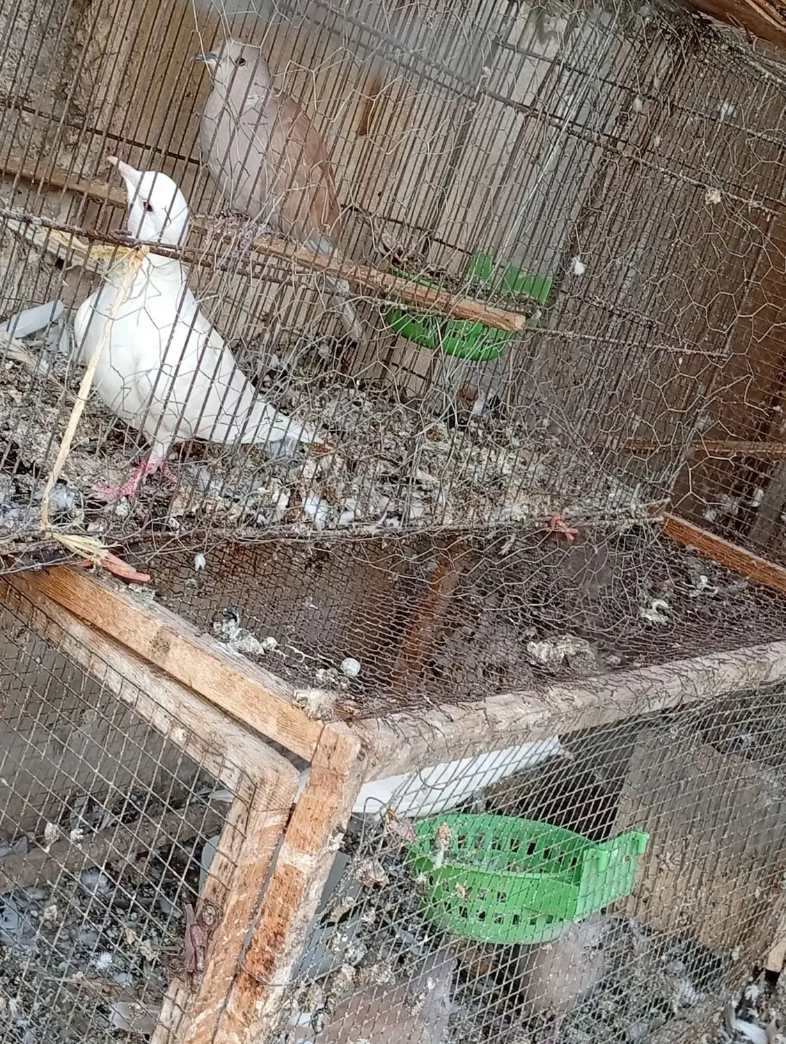 کبوتر|پرنده|برازجان, |دیوار