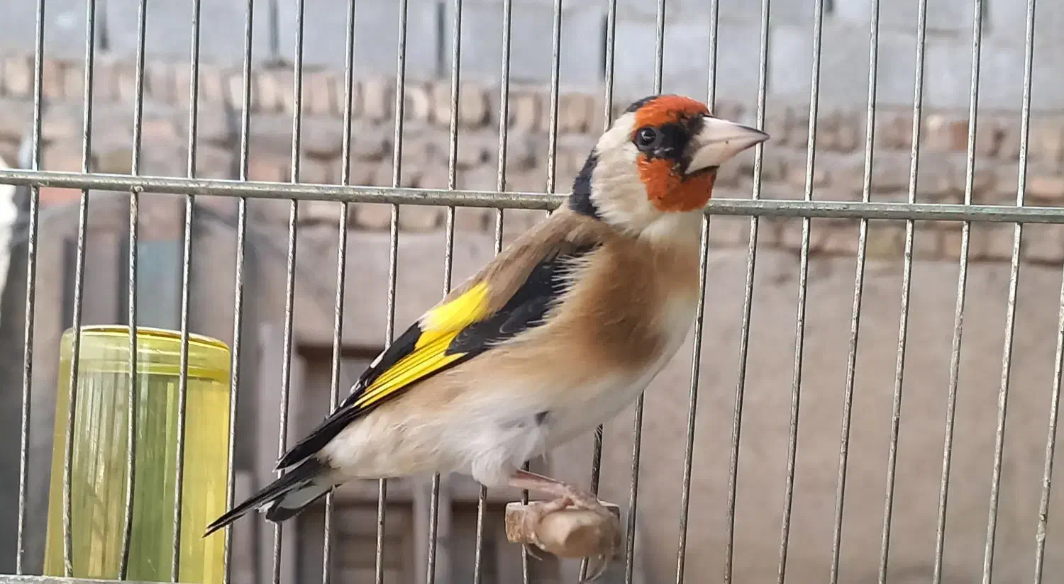 سره جوجه قفس|پرنده|ری, فیروزآباد|دیوار