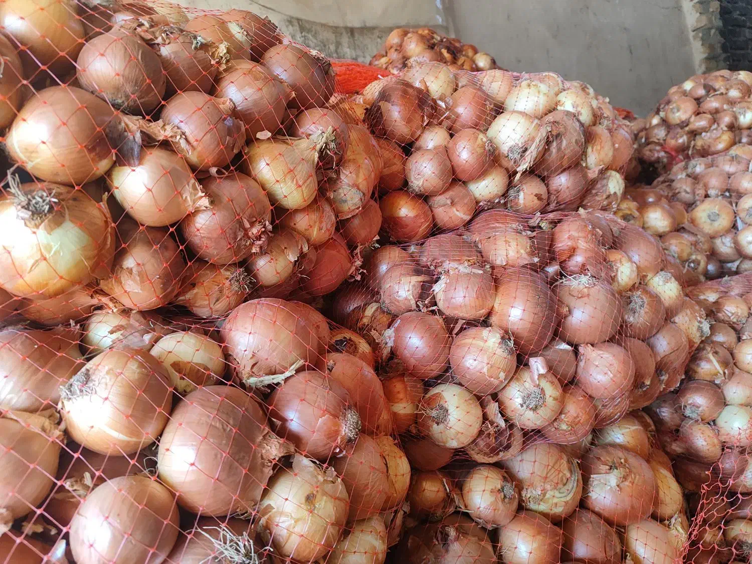 پیاز|عمدهفروشی|زنجانرود, |دیوار